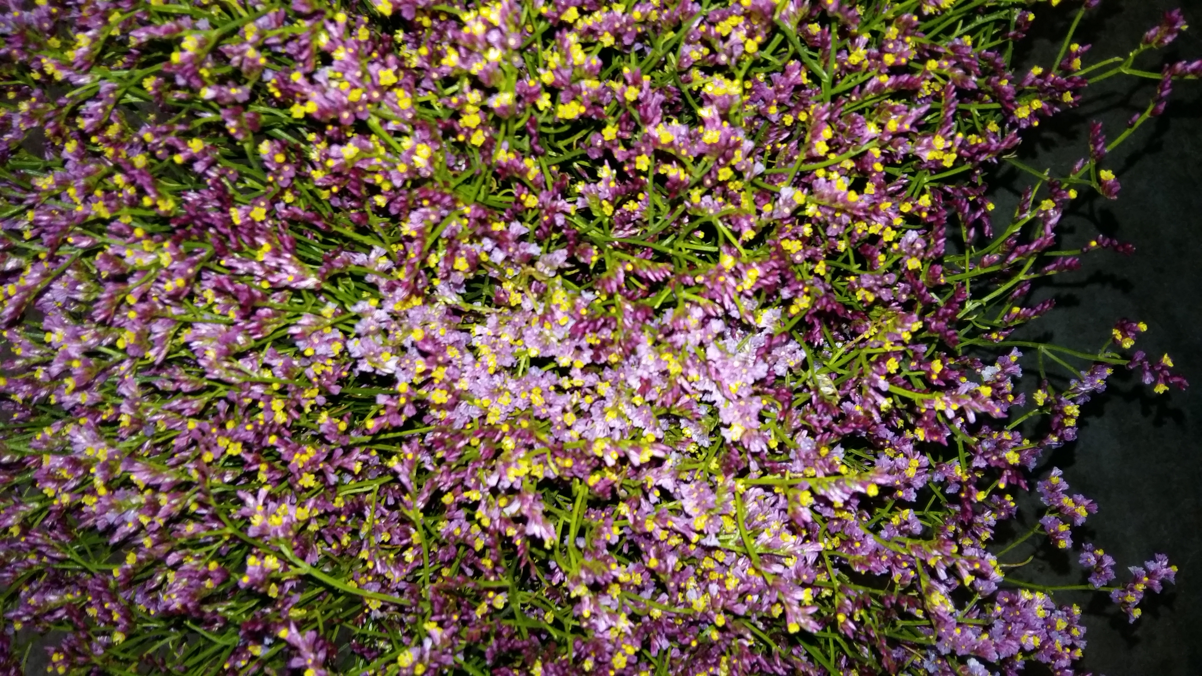 Bild på Limonium Diamond