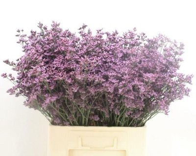 Bild på Limonium Safora pink sky *25