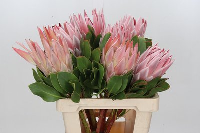 Bild på Protea Cynaroides King