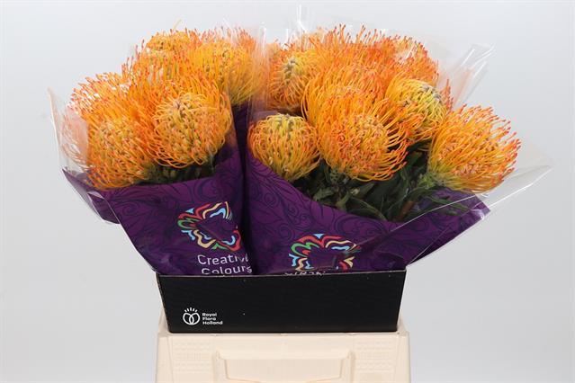 Bild på Protea Cordifolium Orange