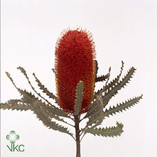 Bild på Protea Banksia