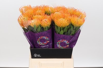 Bild på Protea nutans Soleil