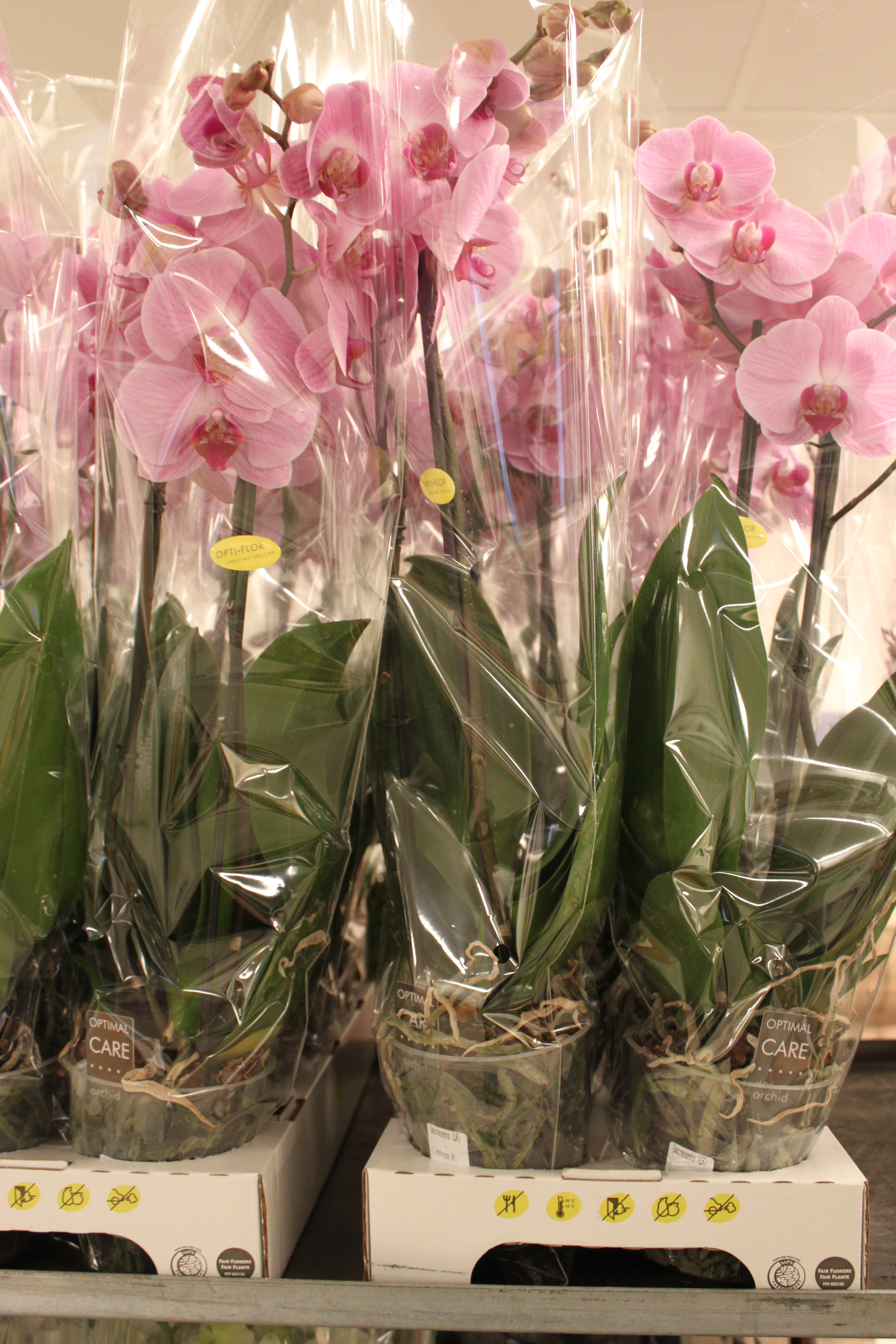 Bild på Krukväxter Phalaenopsis Pink 4 ST*10