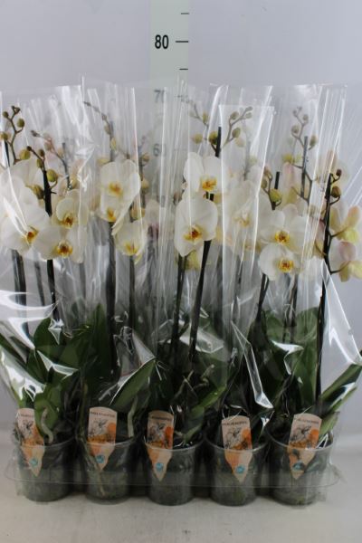 Bild på Krukväxter Phalaenopsis 4-stäng *6