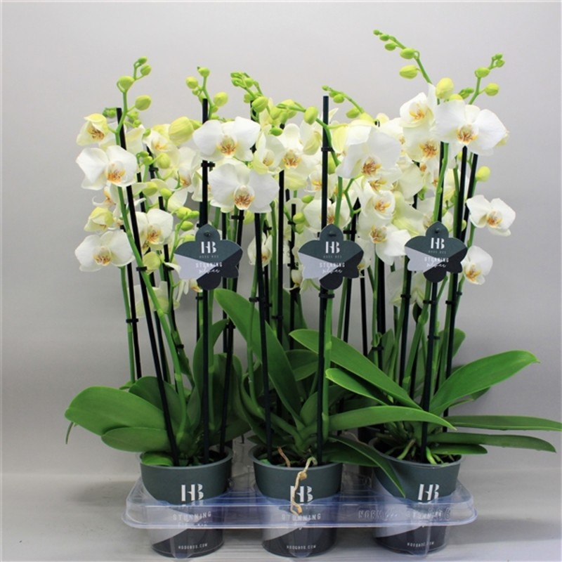 Bild på Krukväxter Phalaenopsis 5-stänglad *10