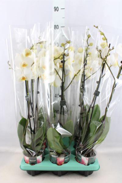 Bild på Krukväxter Phalaenopsis Vit *10  3-stg *
