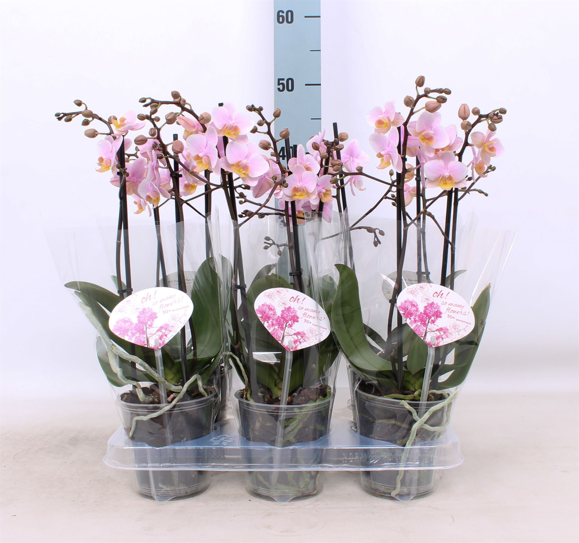 Bild på Krukväxter Phalaenopsis Mulit. Amaglad *4 2-st