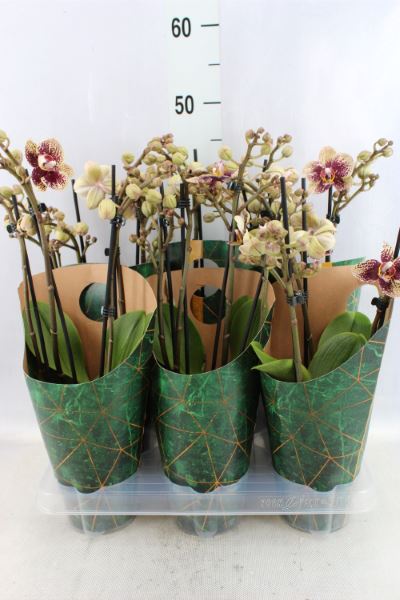 Bild på Krukväxter Phalaenopsis Valley Dew  *6  3-4 stängl