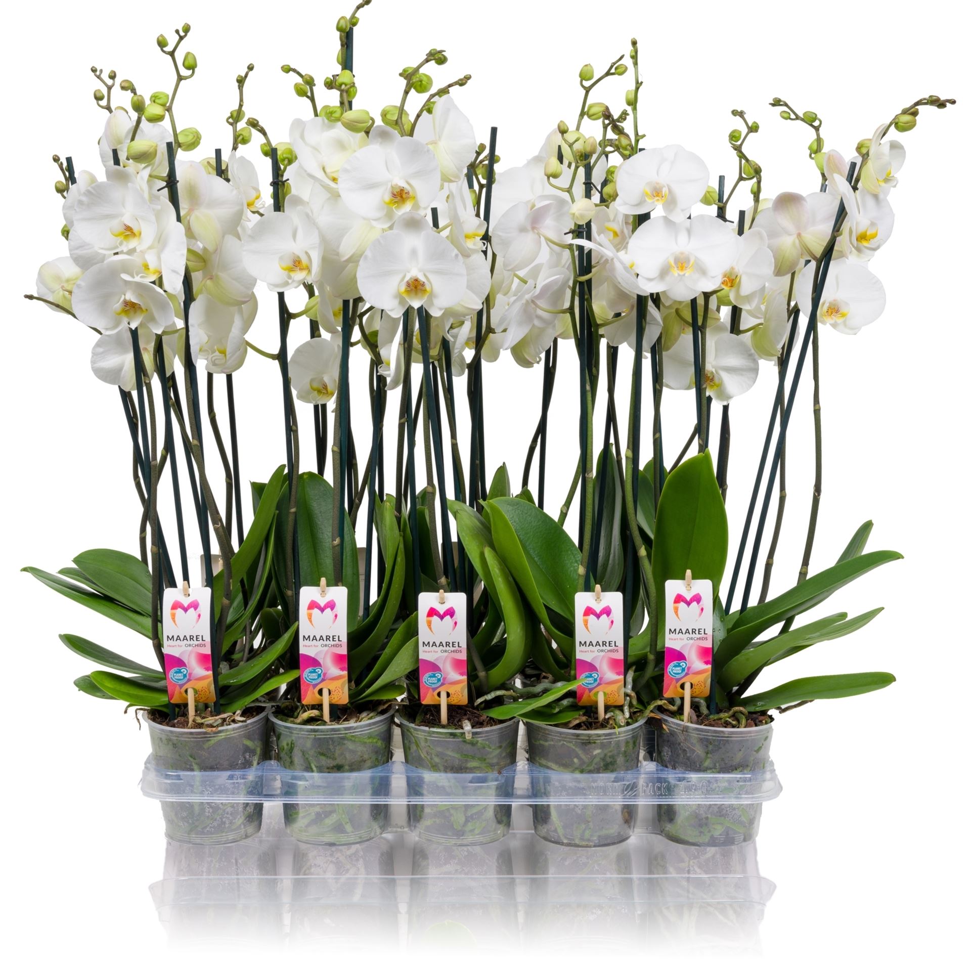 Bild på Krukväxter Phalaenopsis 3st*10