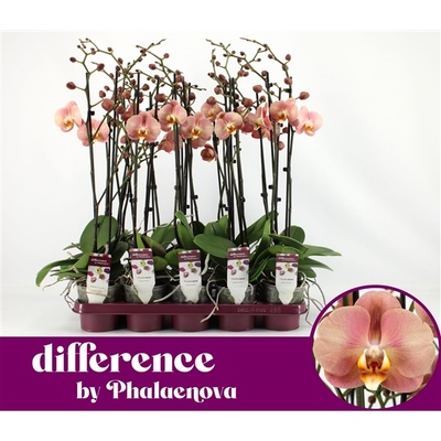 Bild på Krukväxter Phalaenopsis Pink Sylvia *10