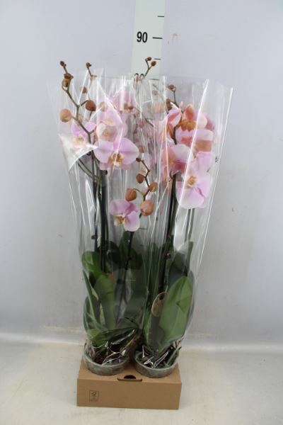 Bild på Krukväxter Phalaenopsis Lempa *4