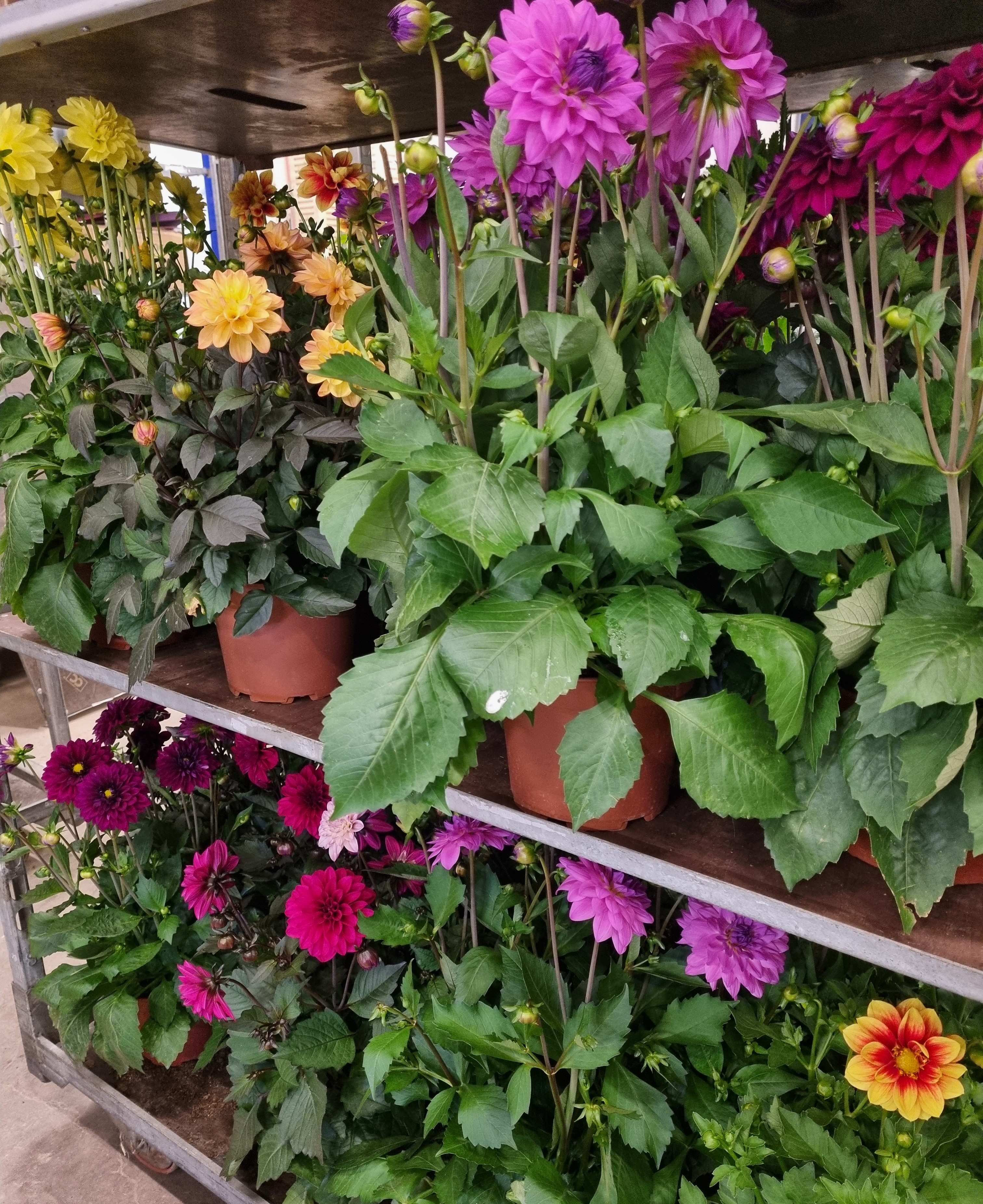 Bild på Krukväxter Dahlia *1 Tygelsjö