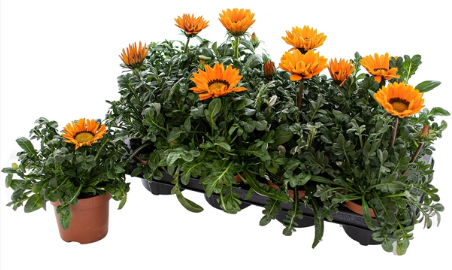 Bild på Krukväxter Gazania Orange *8