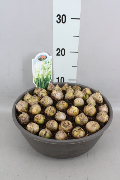 Bild på Krukväxter Muscari/Pärlhyacinter skål *1