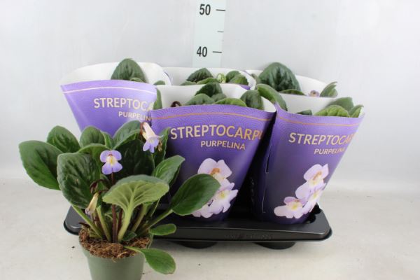 Bild på Krukväxter Streptocarpus *6 Purpelina