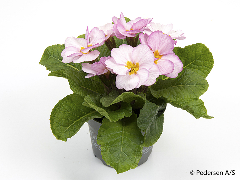 Bild på Krukväxter Primula vulg. Rosa *12