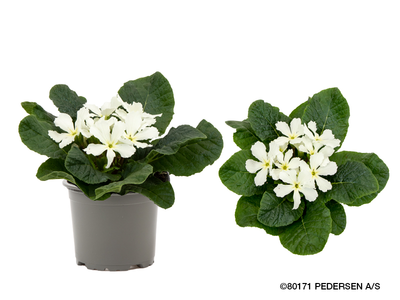 Bild på Krukväxter Primula Stjärn-vit *12
