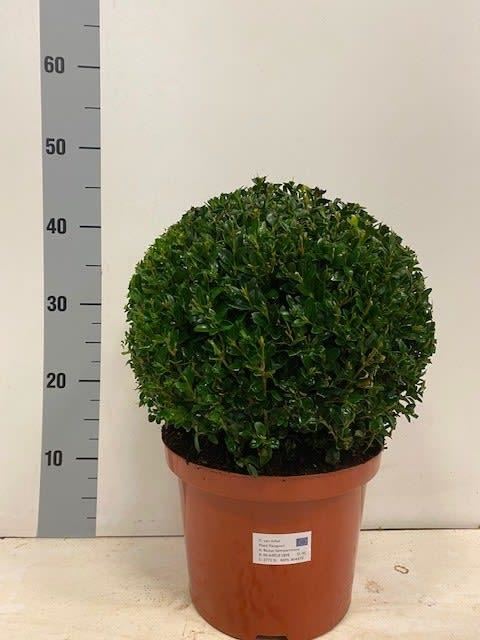 Bild på Krukväxter Buxbom 45 cm *1