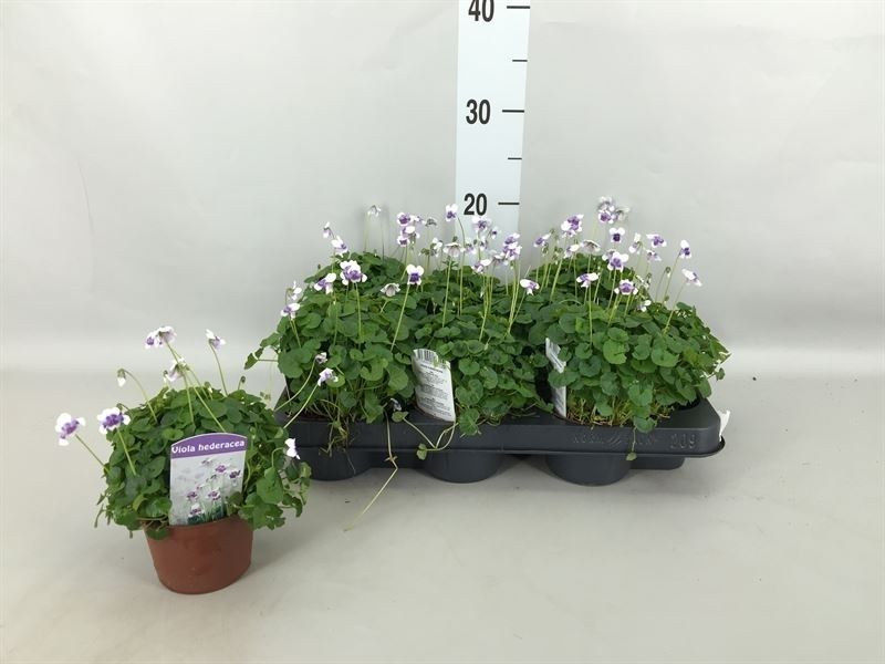 Bild på Krukväxter Viola Hederacea *9