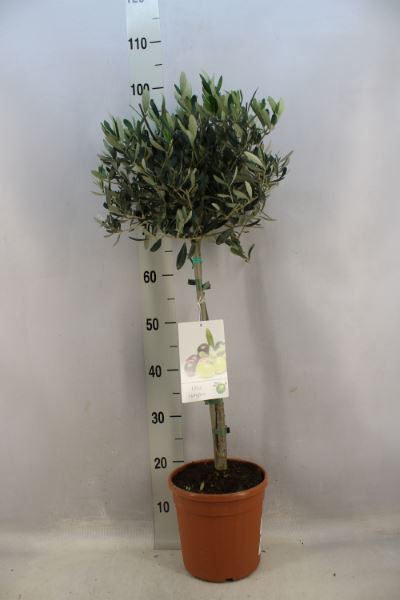Bild på Krukväxter Olivträd  *1 100cm