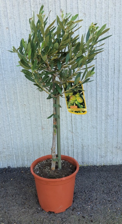 Bild på Krukväxter It Olivträd 100 cm   *1