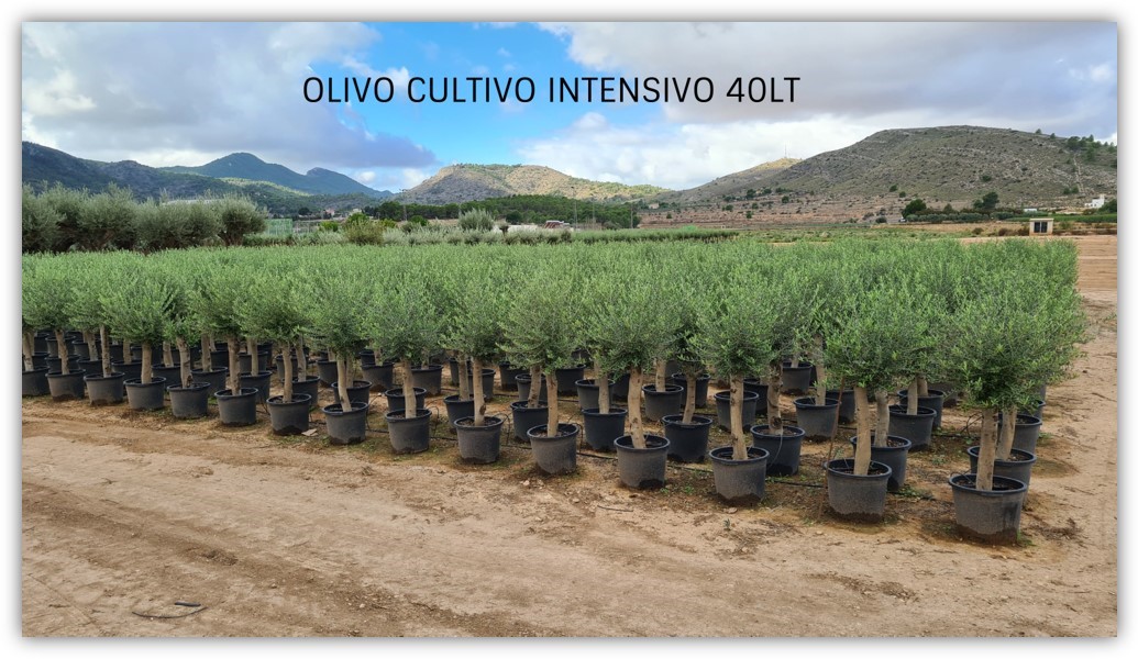 Bild på Krukväxter It Olivträd 165 cm *1
