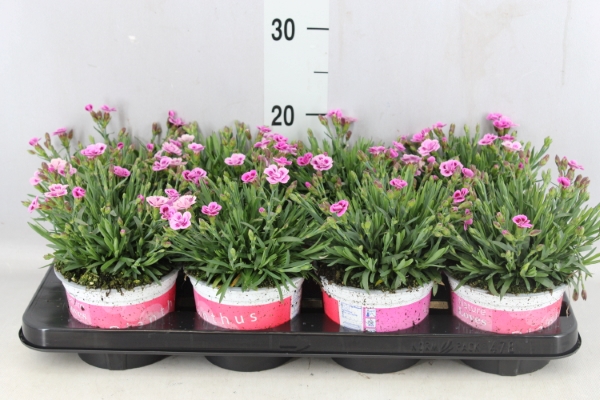 Bild på Krukväxter Dianthus pink kisses *10