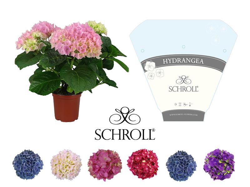 Bild på Krukväxter Hortensia Blå *6 3-5 gr