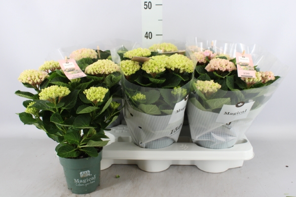 Bild på Krukväxter Hortensia *10  3-5 gr Rosa/Vit