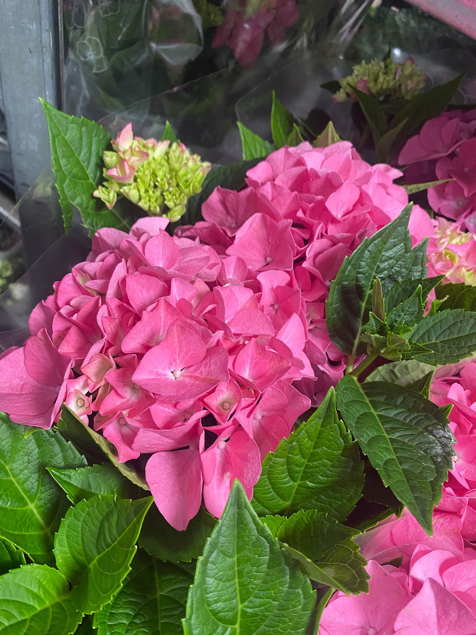 Bild på Krukväxter Hortensia Rosa *6 3-5 gr