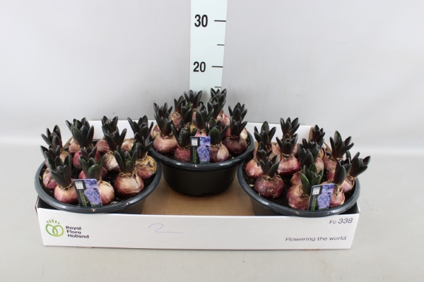 Bild på Krukväxter Hyacint i träkruka *12