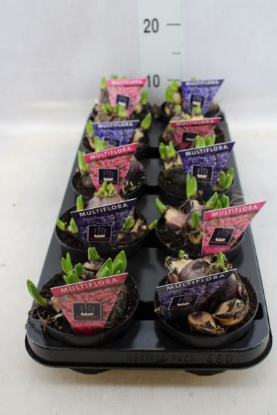 Bild på Krukväxter Hyacint Multiflora Mix *10