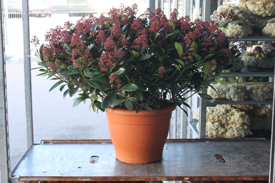 Bild på Krukväxter Skimmia 36cm/75cm  Röda  *1