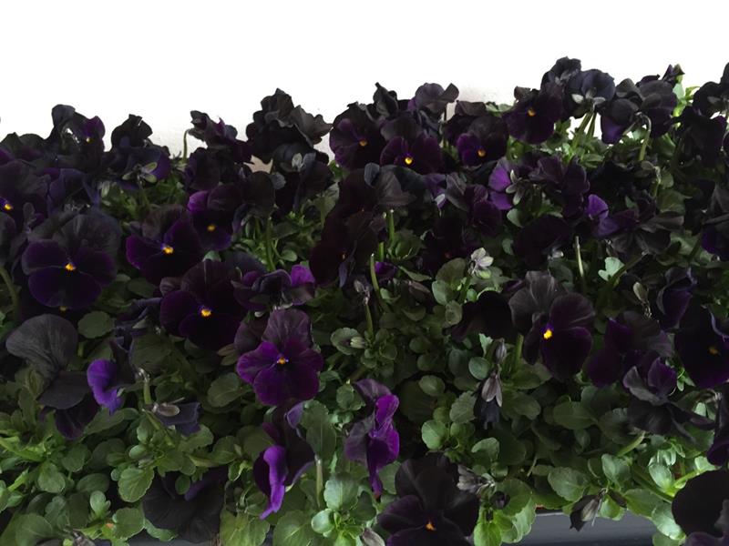 Bild på Krukväxter Viola Cornuta *18  Black jack.