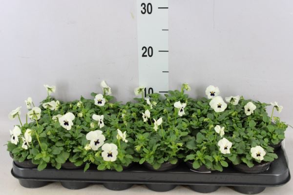 Bild på Krukväxter Viola Cornuta Vit *18
