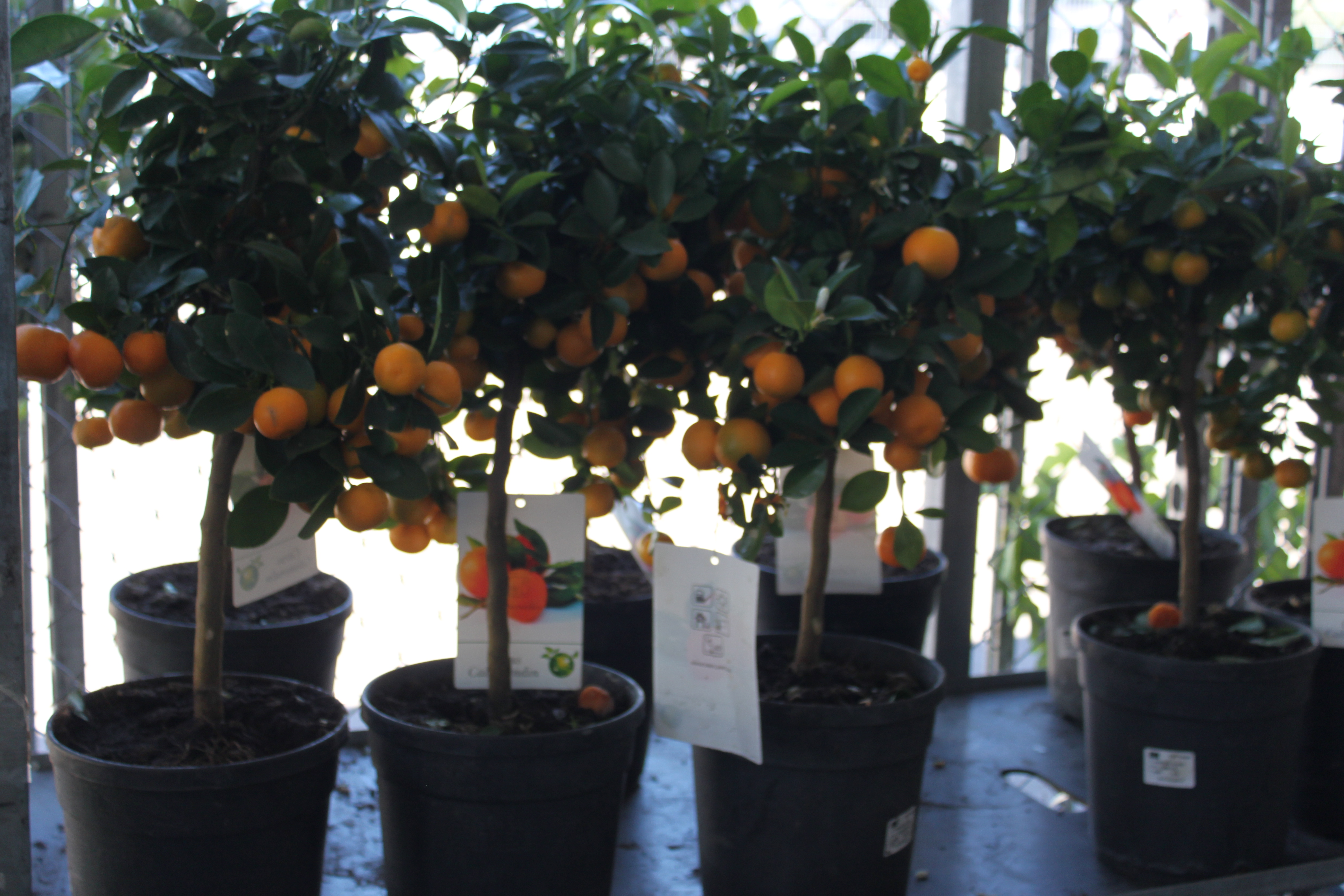 Bild på Krukväxter Citrus Calamodin på stam *1