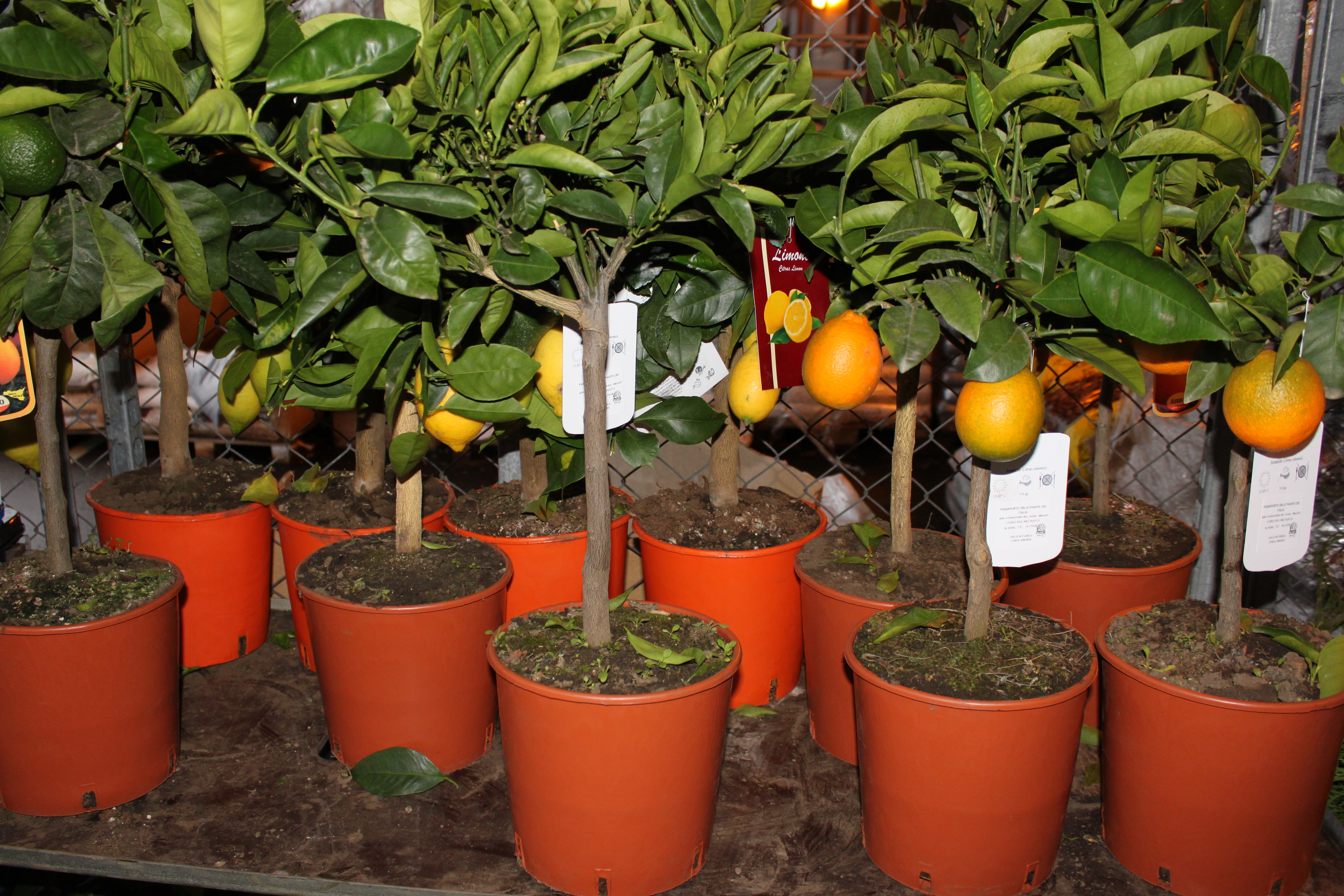 Bild på Krukväxter Citrus Apelsin*1