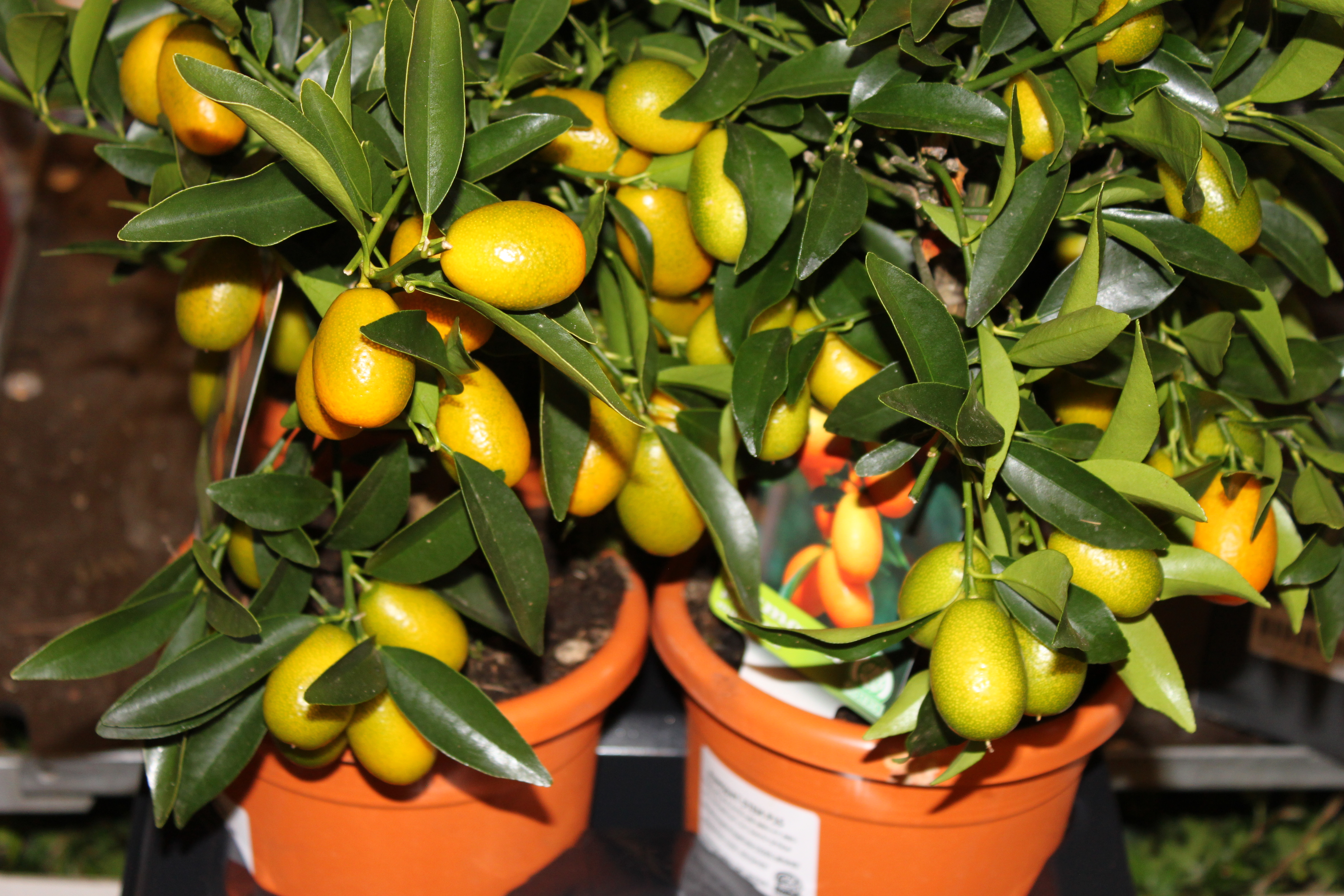 Bild på Krukväxter Citrus Kumquat *1