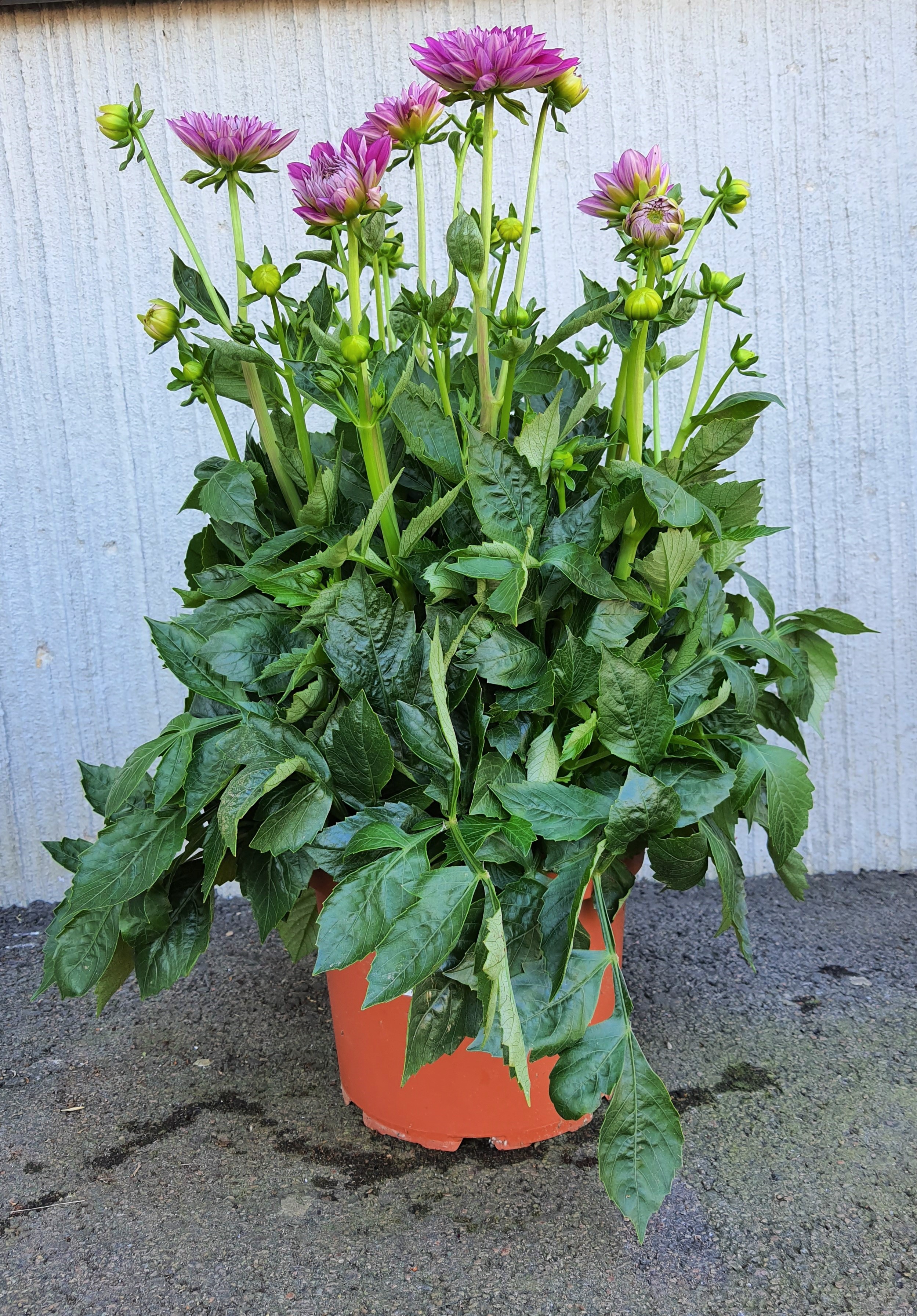 Bild på Krukväxter Dahlia Hybrid
