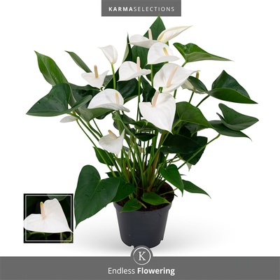 Bild på Krukväxter Anthurium White *6