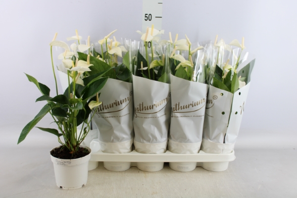 Bild på Krukväxter Anthurium White Champion *10