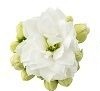 Bild på Krukväxter Kalanchoe Roseflower vit *6 Dubbel