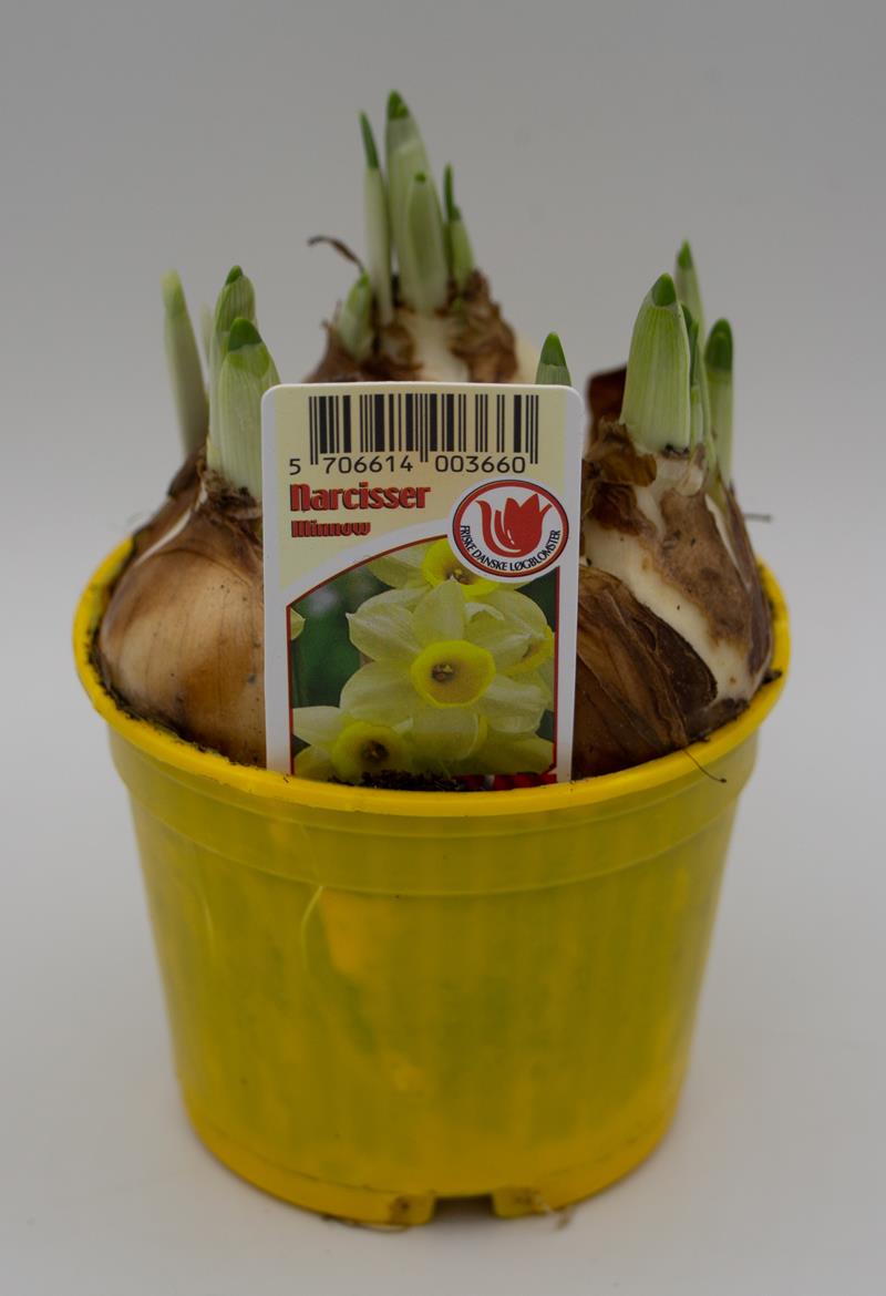 Bild på Krukväxter Narcissus Minnov *20