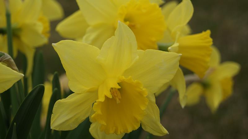 Bild på Krukväxter Narcissus Carlton *12