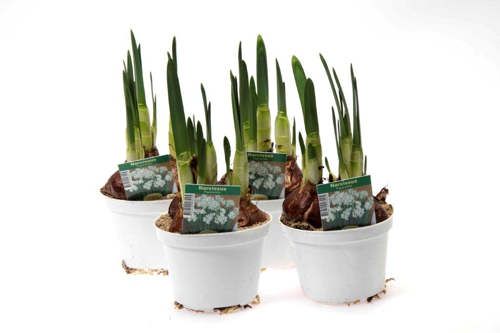 Bild på Krukväxter Narcissus Vit Paper White *14