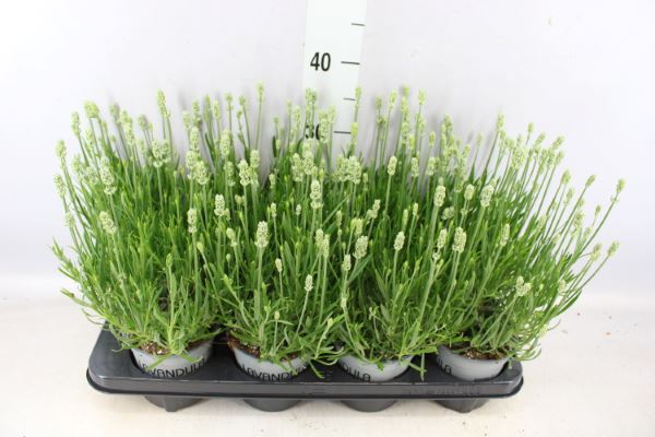 Bild på Krukväxter Lavendula Edelweiss vit *8