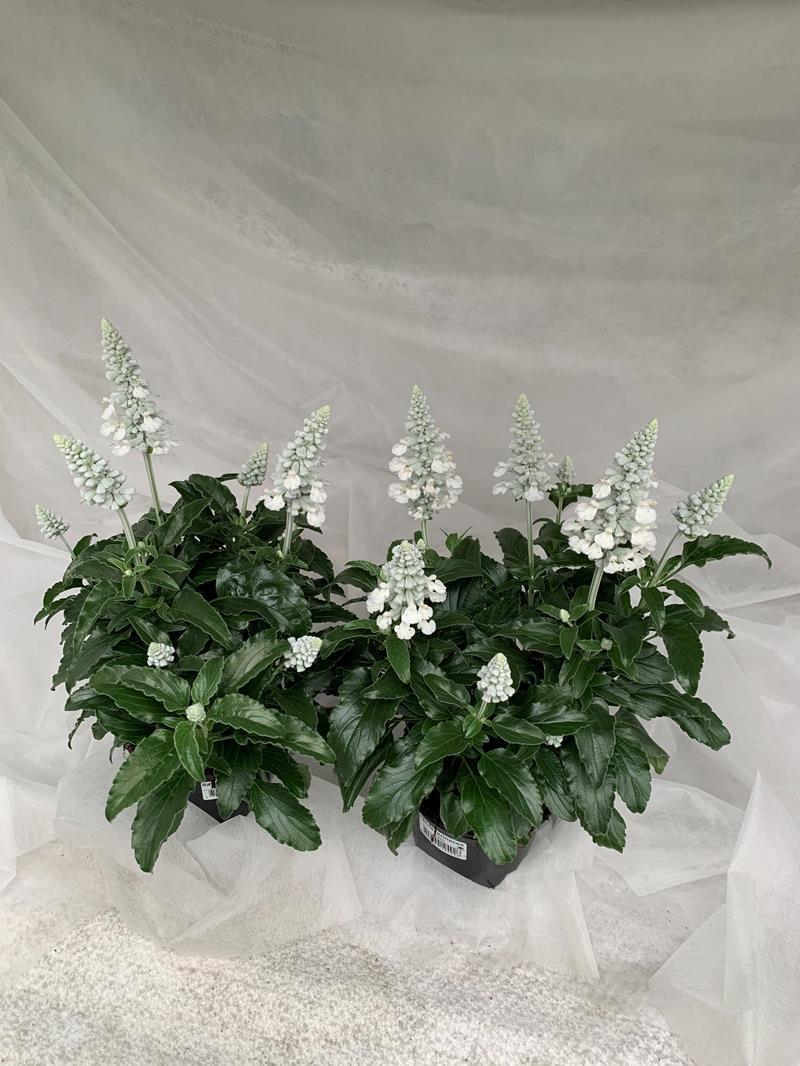 Bild på Krukväxter Salvia Farinacea  Vit *12