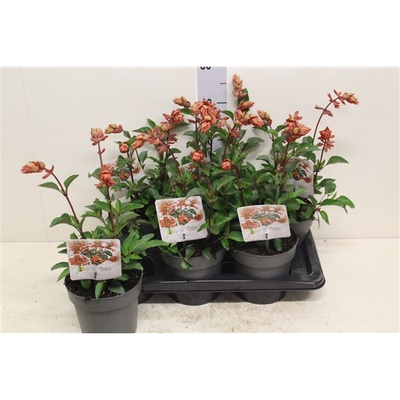 Bild på Krukväxter Salvia Salgoon Salmia Orange *6