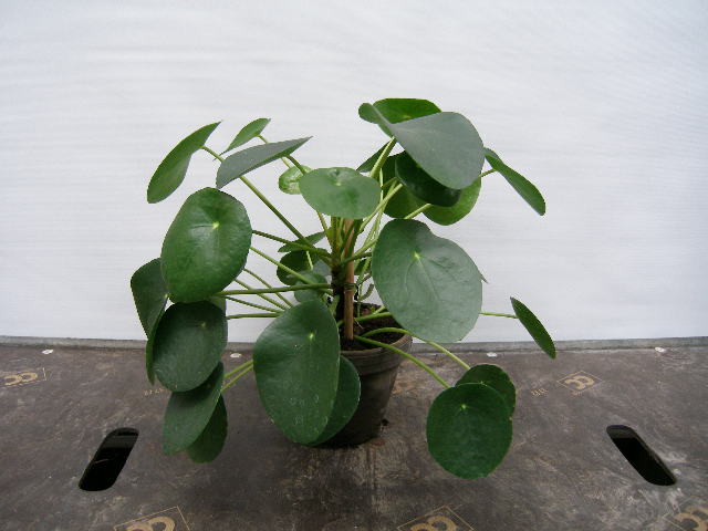 Bild på Krukväxter Pilea Peperomiodes *6 Lerkruka