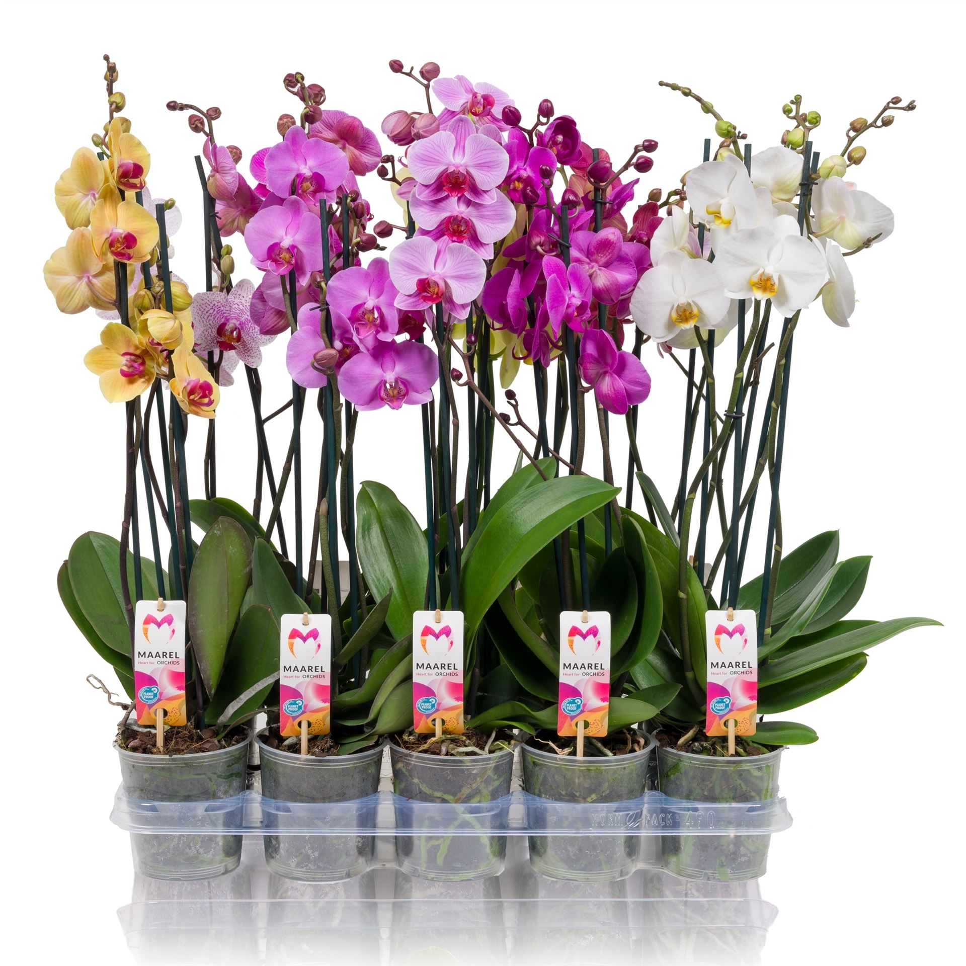 Bild på Krukväxter Phalaenopsis Mix *10 3-stg